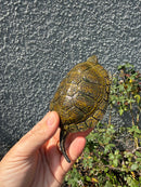 Sicilian Pond Turtle Adult Male