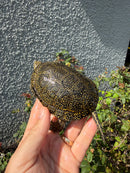Sicilian Pond Turtle Adult Female