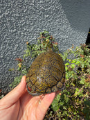 Sicilian Pond Turtle Adult Female