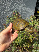 Sicilian Pond Turtle Adult Male