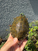 Sicilian Pond Turtle Adult Male