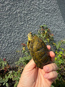 Sicilian Pond Turtle Adult Male