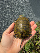 Sicilian Pond Turtle Adult Female