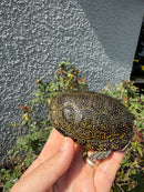 Sicilian Pond Turtle Adult Female