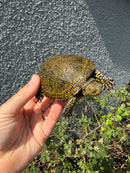 Sicilian Pond Turtle Adult Female