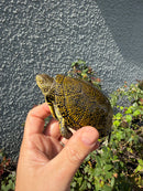 Sicilian Pond Turtle Adult Female