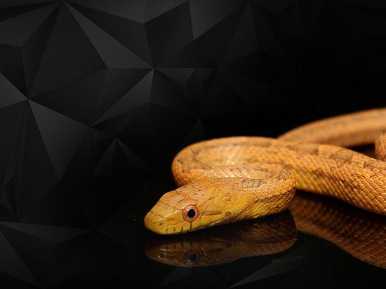 Tommy Bahama Home Los Altos Alderman Upholstered Arm Chair As Shown