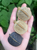Albino Yellow-headed Temple Turtle Babies (Heosemys annandalii)
