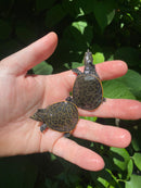 Florida Softshell (Apalone ferox)