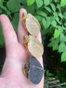 Albino Yellow-headed Temple Turtle Babies (Heosemys annandalii)