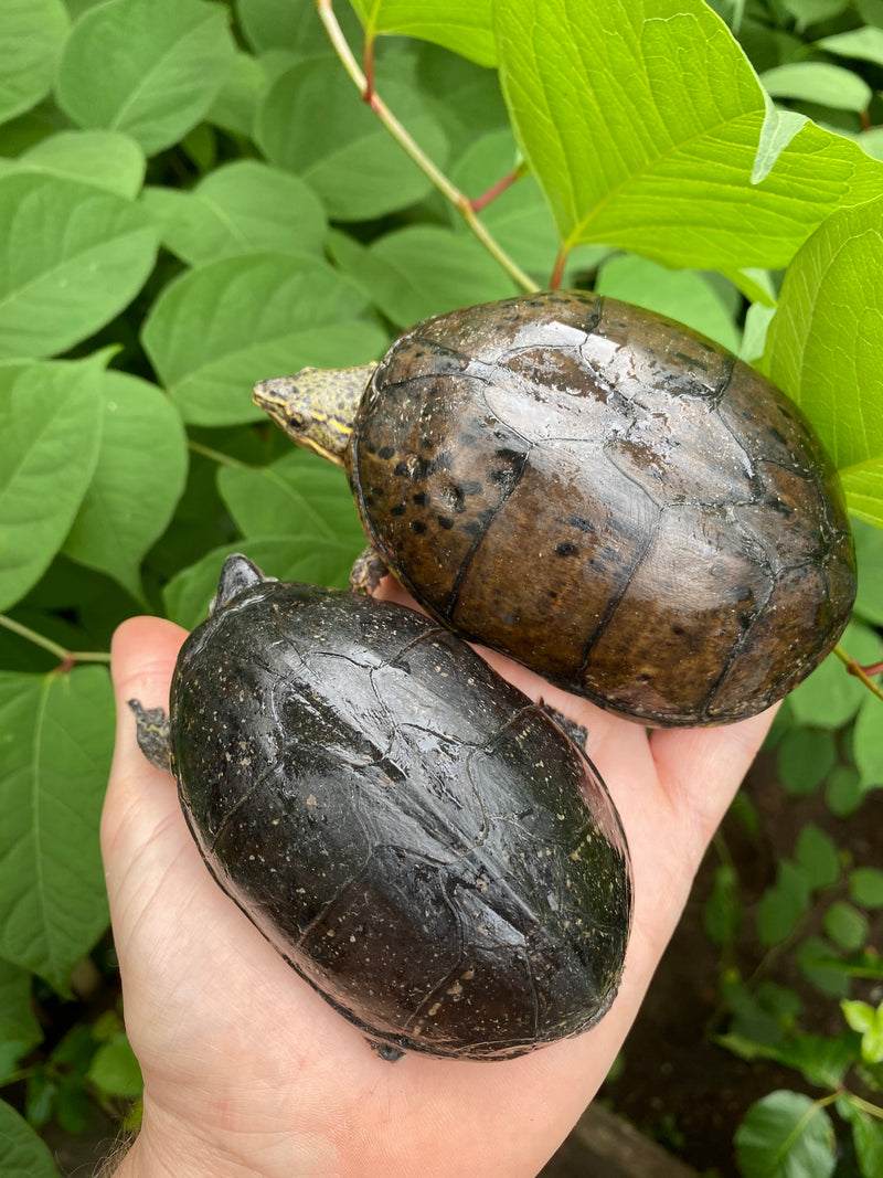 Common Musk Turtle Adults (Sternotherus odoratus)