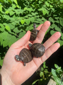 Eastern Painted Turtle Baby  (Chrysemys picta)