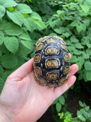 Leopard Tortoise Female 2 (4-5 inch)(Stigmochelys p. babcocki)