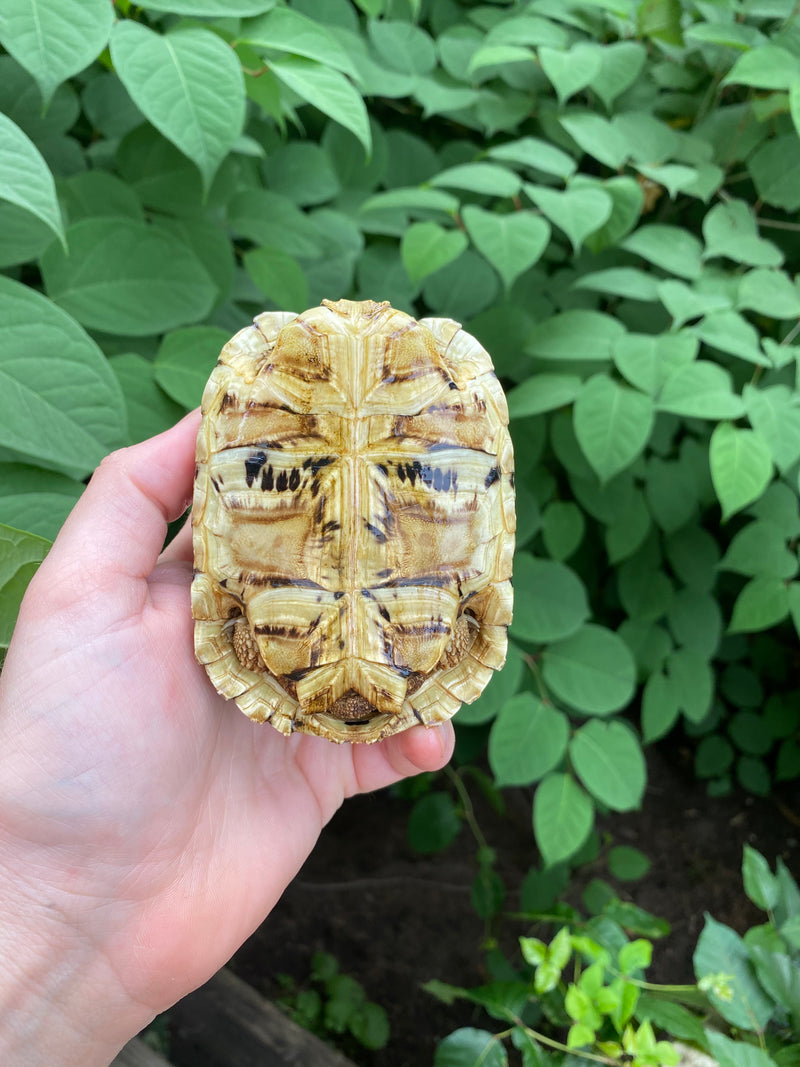 Leopard Tortoise Female 1 (4-5 inch)(Stigmochelys p. babcocki)