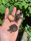 Eastern Painted Turtle Baby  (Chrysemys picta)