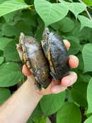 Common Musk Turtle Adults (Sternotherus odoratus)