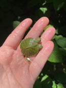 Two Headed Red Eared Slider Turtle (Trachemys elegans)