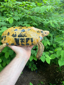 Forstens Tortoise Adult  Male 1 (Indotestudo forstenii)