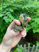 Painted River Terrapin Babies (Batagur borneoensis)