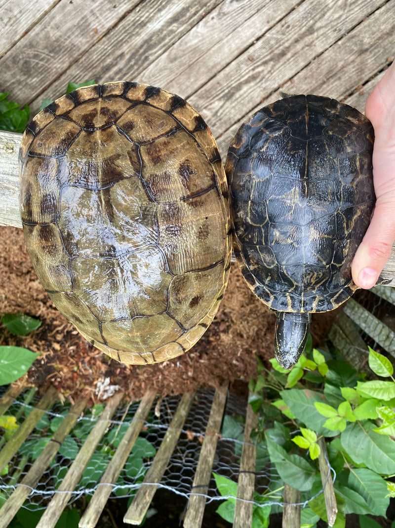 Western Chicken Turtle Adult Pair (Deirochelys reticularia miaria)