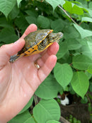 Western Chicken Turtle Yearlings (Deirochelys reticularia miaria)