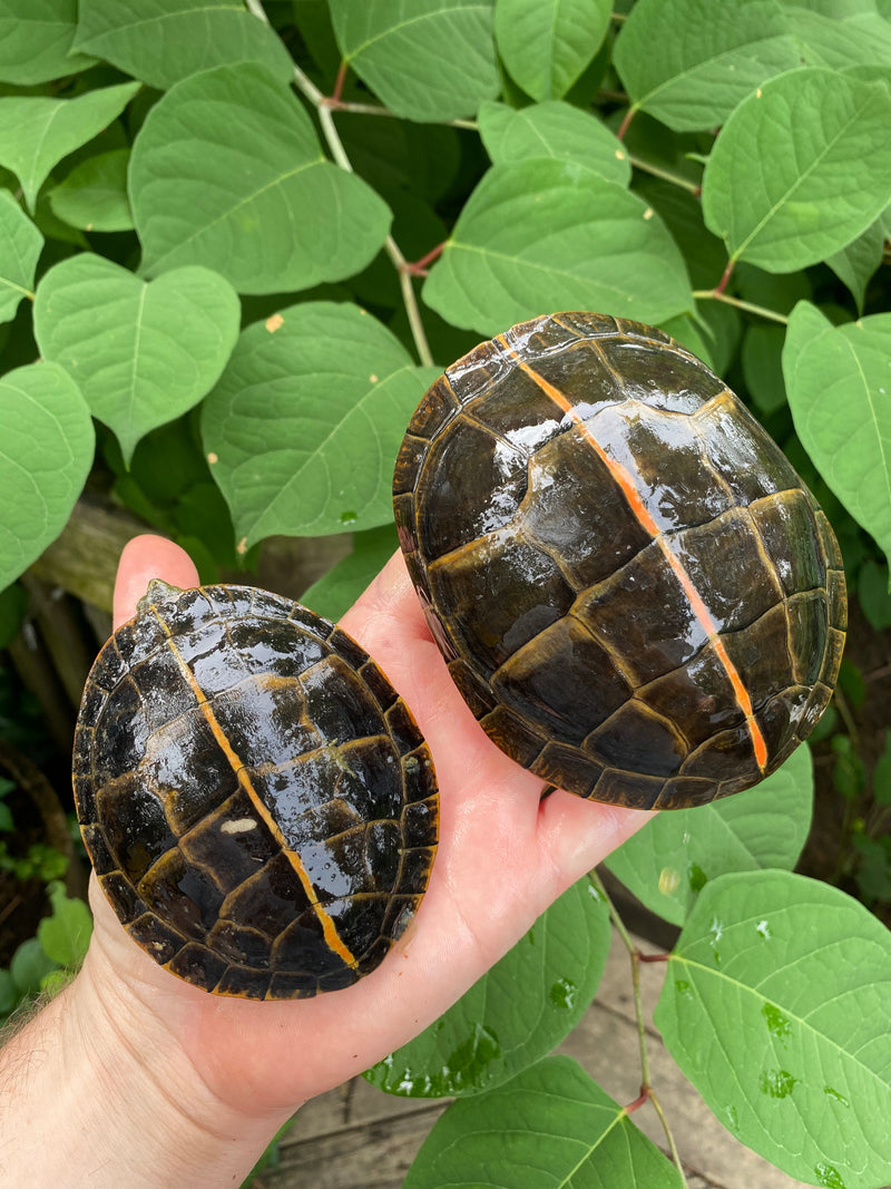 Southern Painted Turtle Adults (Chrysemys picta dorsalis)