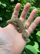 Saint Martin Giant Spotted Geckos (Thecadactylus oskrobapreinorum)