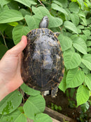 Western Chicken Turtle Adult Pair (Deirochelys reticularia miaria)