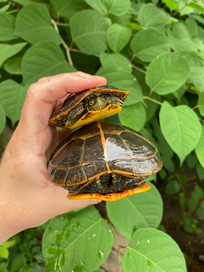 Southern Painted Turtle Adults (Chrysemys picta dorsalis)