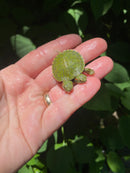 Two Headed Red Eared Slider Turtle (Trachemys elegans)
