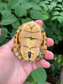 Western Chicken Turtle Yearlings (Deirochelys reticularia miaria)