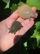 Hypomelanistic Florida Softshell (Apalone ferox)