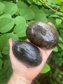 Common Musk Turtle Adults (Sternotherus odoratus)