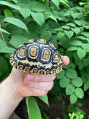 Leopard Tortoise Female 1 (4-5 inch)(Stigmochelys p. babcocki)