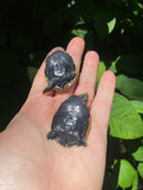 Florida Softshell (Apalone ferox)