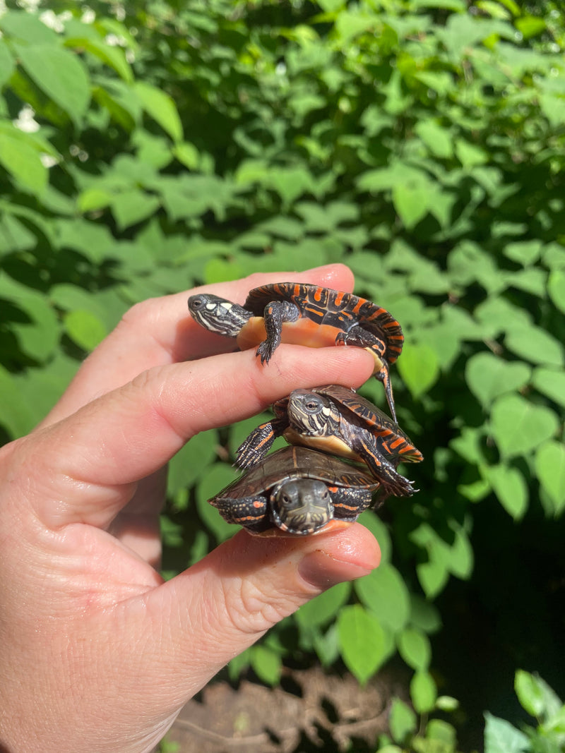 Eastern Painted Turtle Baby (Chrysemys picta)