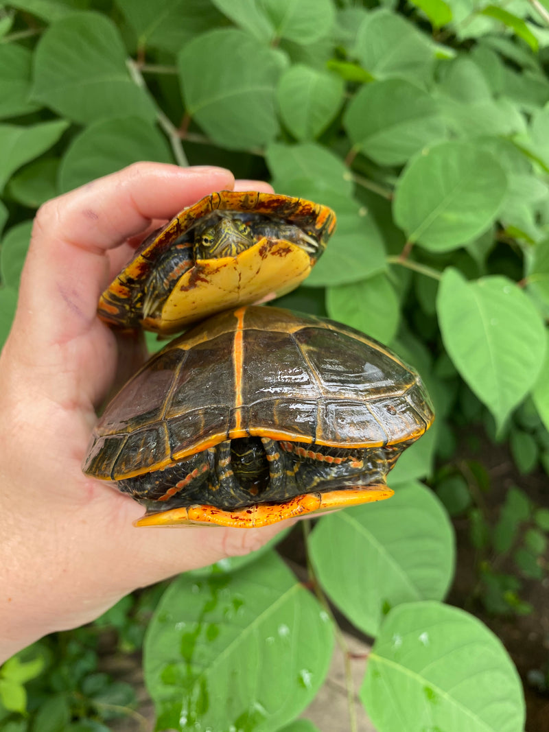 Southern Painted Turtle Adult Pair (Chrysemys picta dorsalis)