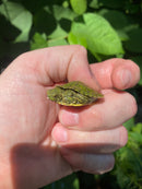 Two Headed Red Eared Slider Turtle (Trachemys elegans)