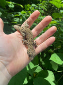 Saint Martin Giant Spotted Geckos (Thecadactylus oskrobapreinorum)