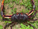 St. Martin Giant Satanic Zombie Land Crab (Gecarcinus ruricola)