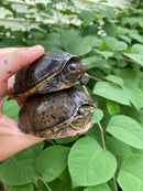 Common Musk Turtle Adults (Sternotherus odoratus)