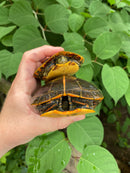 Southern Painted Turtle Adults (Chrysemys picta dorsalis)