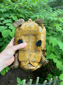Forstens Tortoise Adult  Male 1 (Indotestudo forstenii)