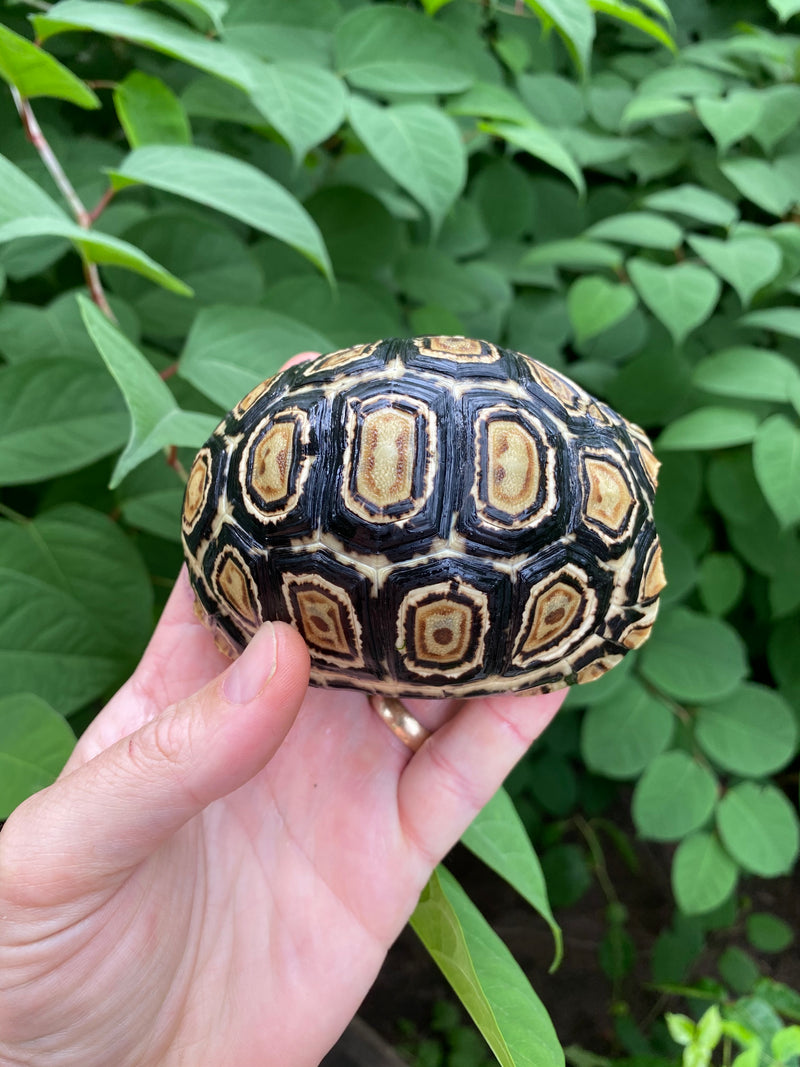 Leopard Tortoise Female 1 (4-5 inch)(Stigmochelys p. babcocki)