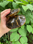 Southern Painted Turtle Adult Pair (Chrysemys picta dorsalis)