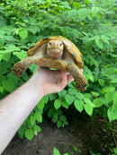 Forstens Tortoise Adult  Male 1 (Indotestudo forstenii)