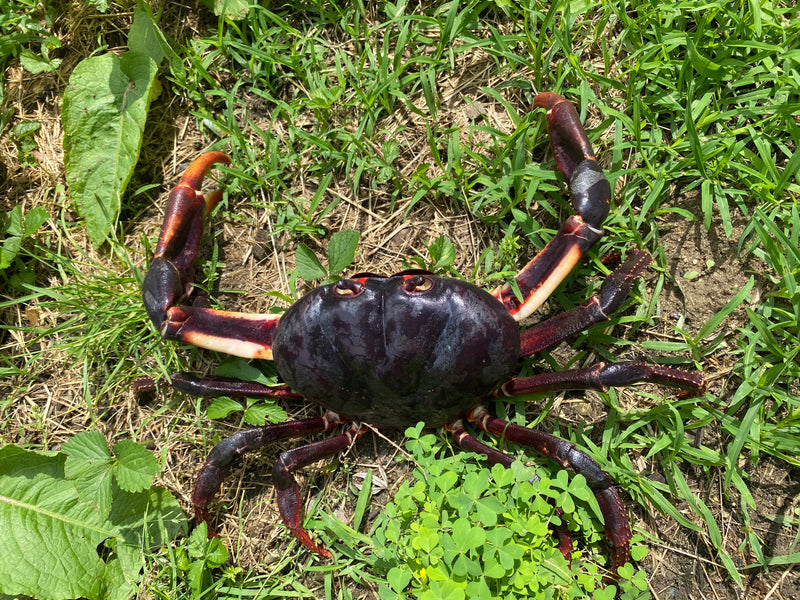 St. Martin Giant Satanic Zombie Land Crab (Gecarcinus ruricola)