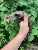 Merauke Blue Tongue Skink Adultss (Tiliqua scincoides)