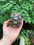 Leopard Tortoise Female 3 (4-5 inch)(Stigmochelys p. babcocki)