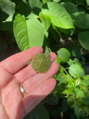 Two Headed Red Eared Slider Turtle (Trachemys elegans)